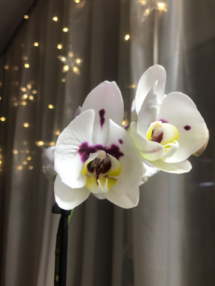 Орхидея Spottion