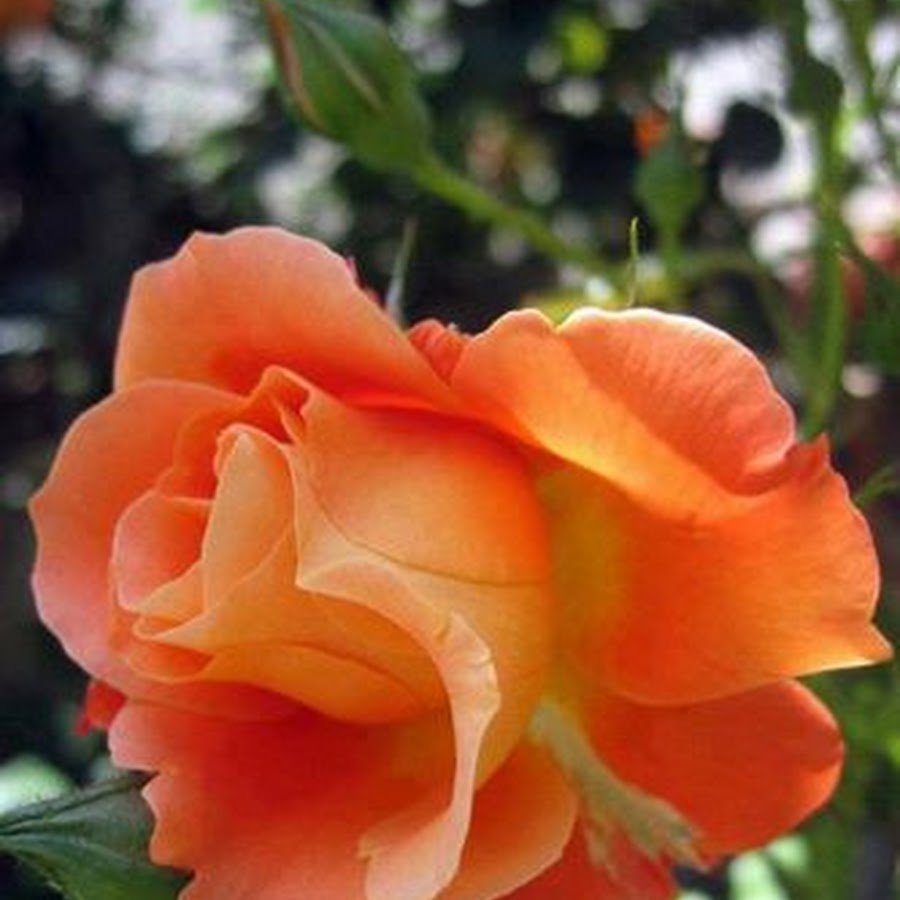 Роза Техас абрикосовый