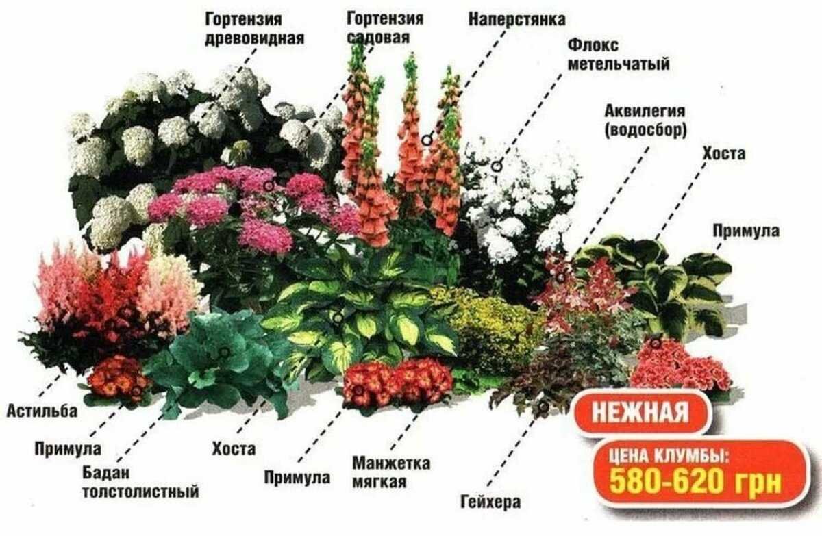 Клумба с многолетниками схема