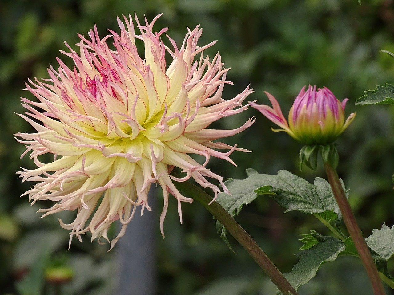 Георгины крыма. Георгины Кактусовые. Кактусовые георгины Dahlia Cactus. Георгин кактусовый (сорт 'Pinelands Princess').