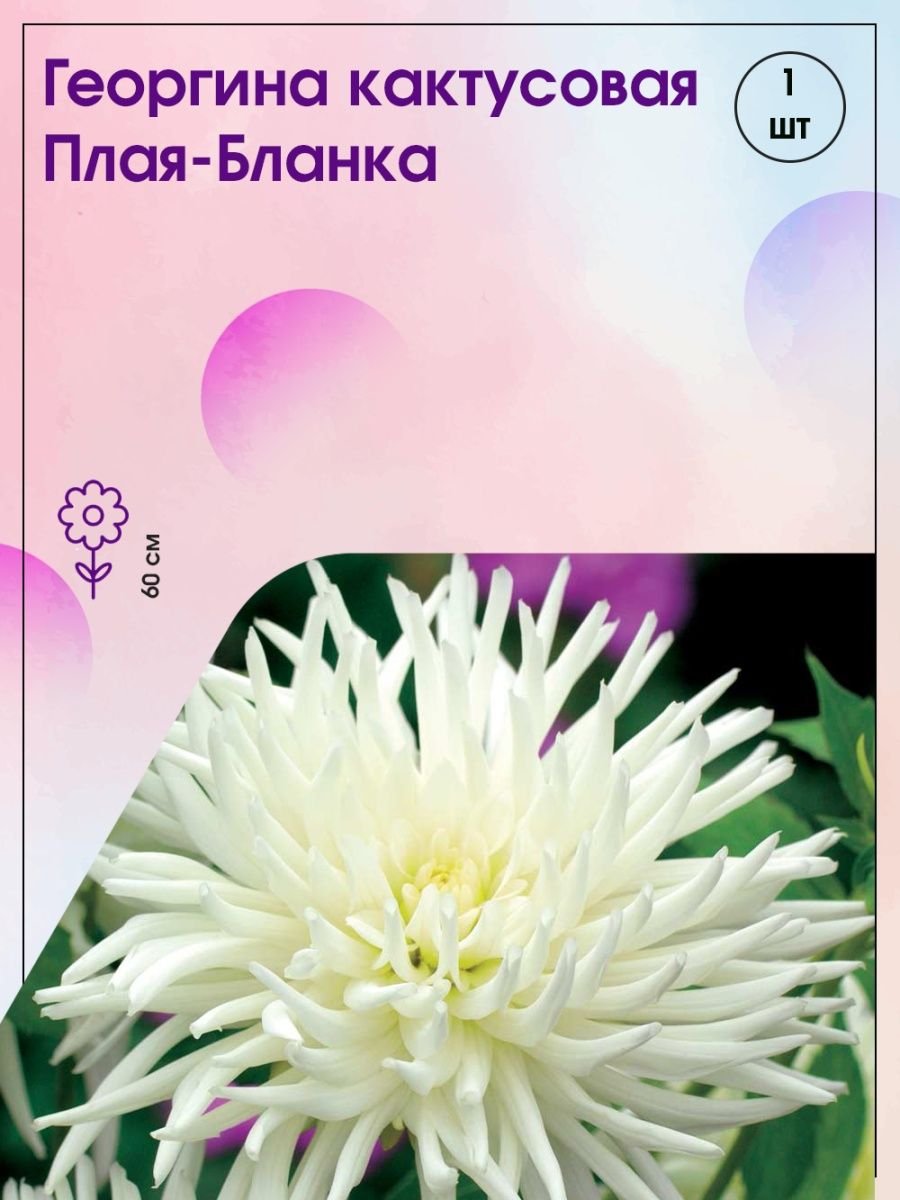 Кактусовые георгины Dahlia Cactus