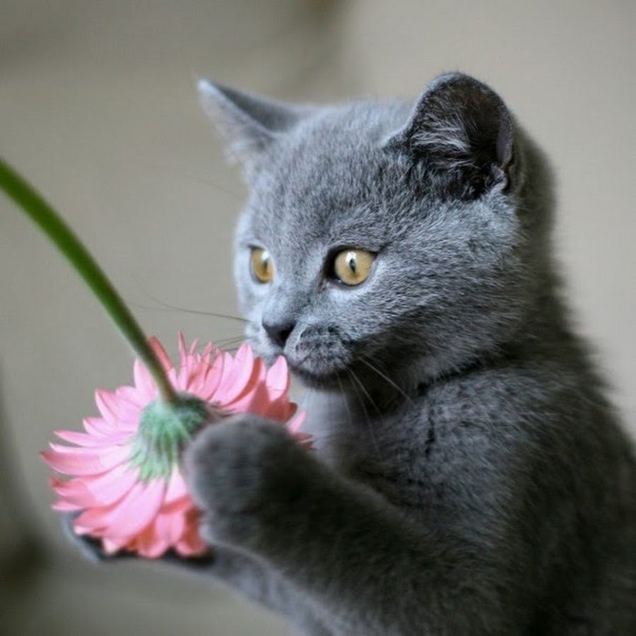 Котик с букетом цветов