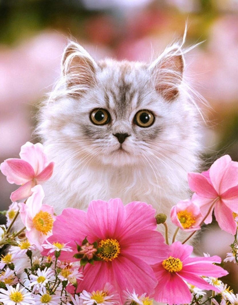 Красивые цветы и животные