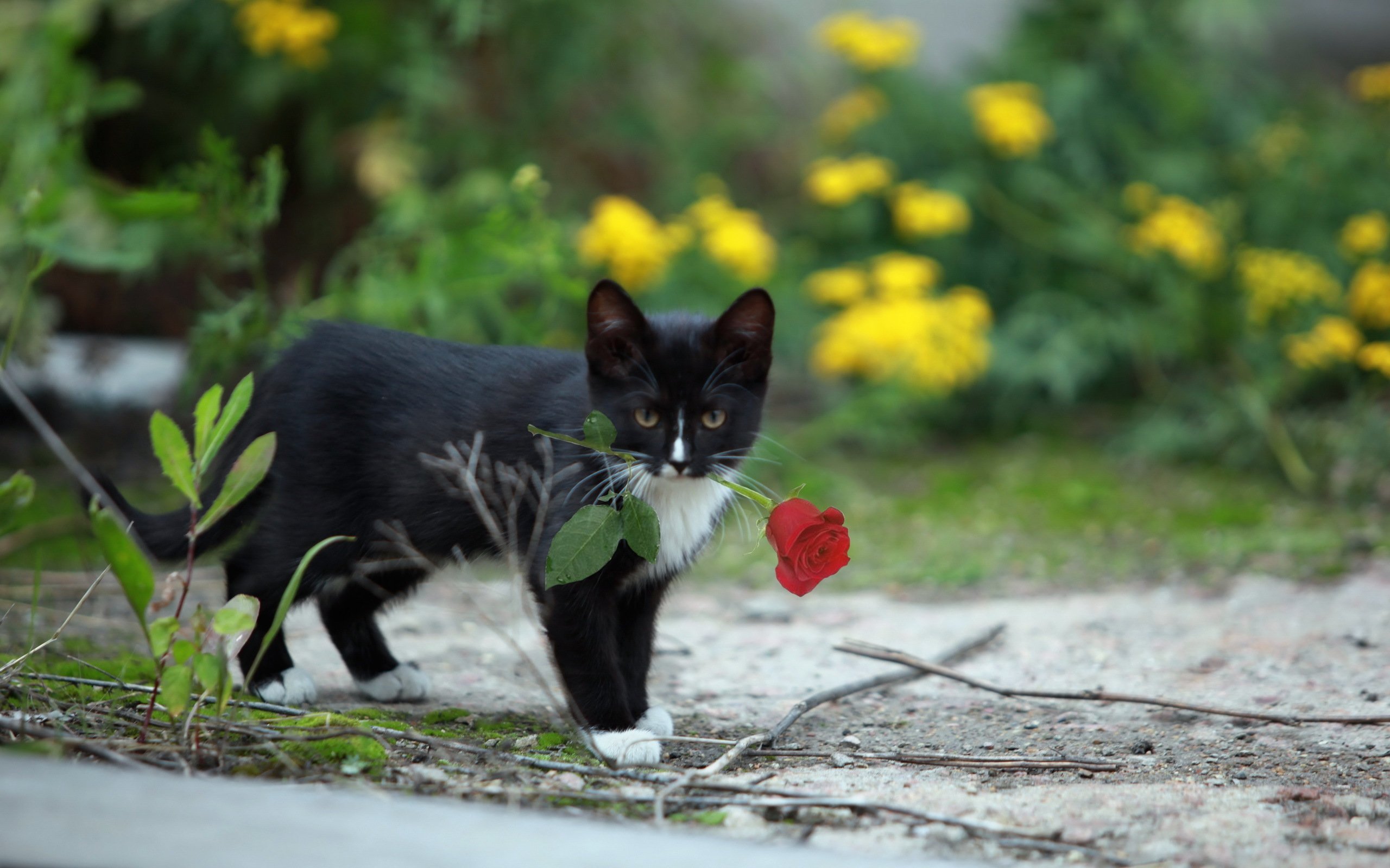 Котенок с цветочком картинки