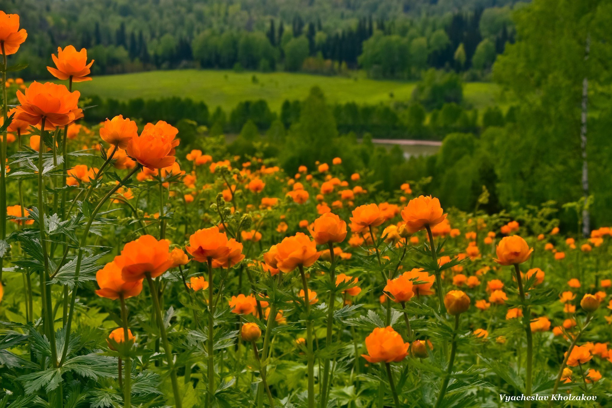 Купальница Байкальская