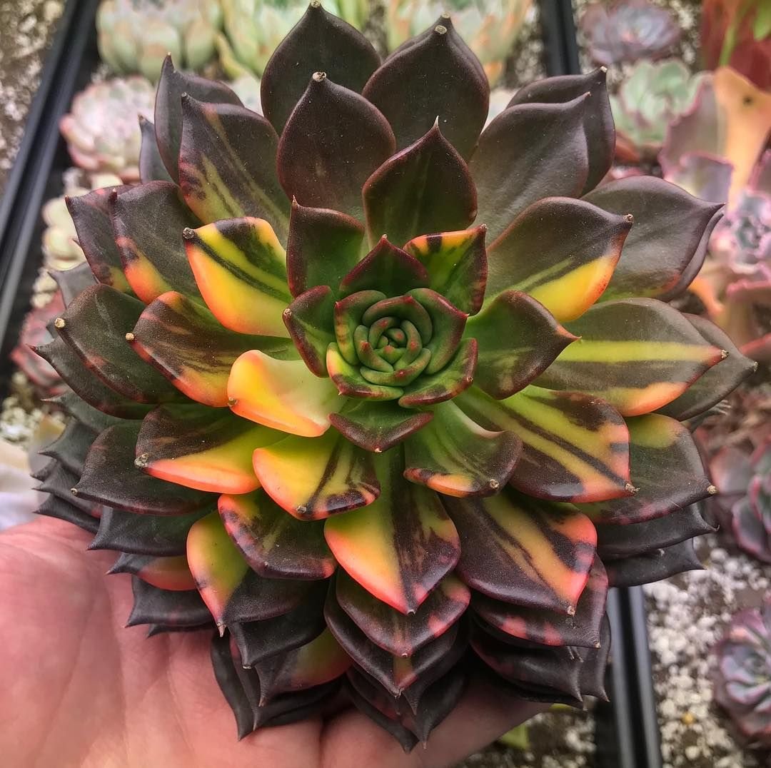 Echeveria Кан Кан