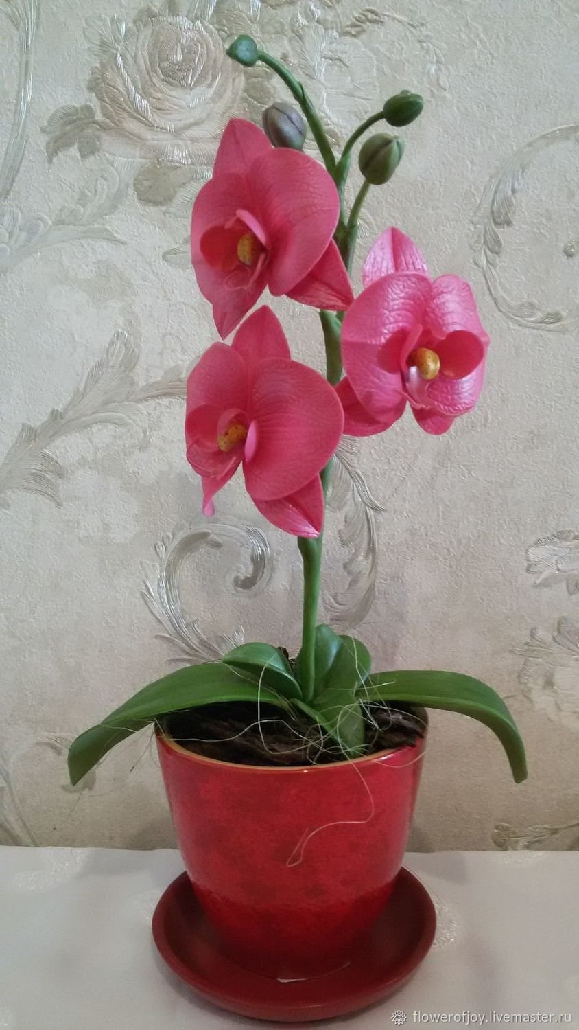 Орхидея Phal Pink