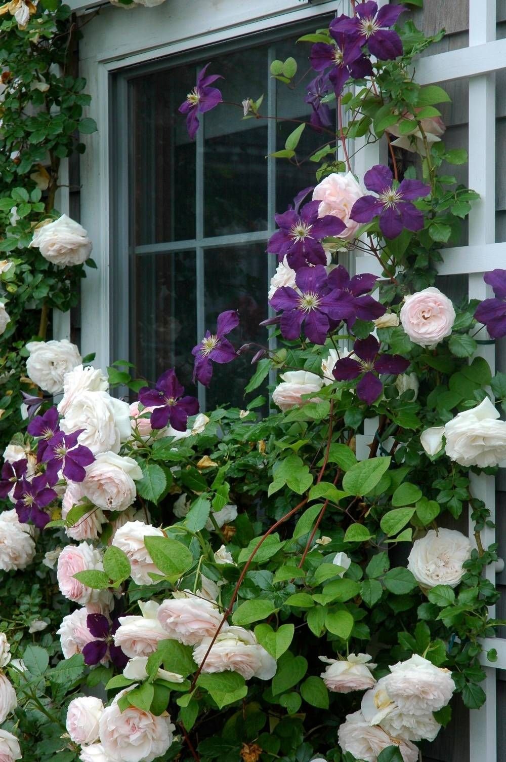 Clematis Rose роза