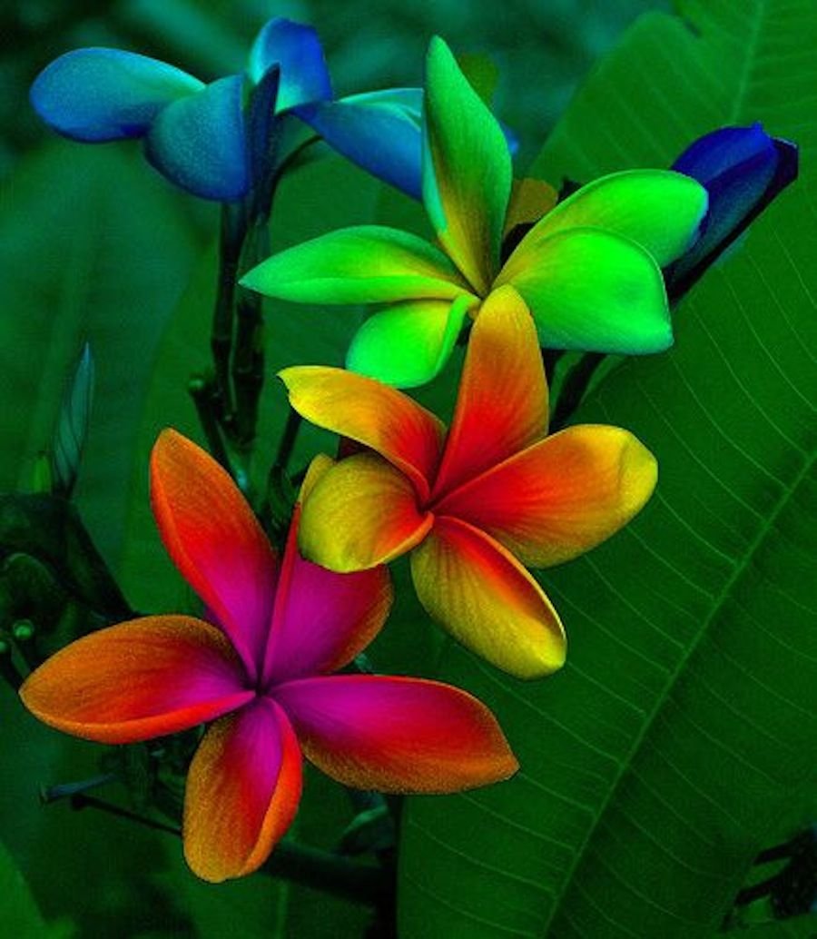 Яркие экзотические цветы