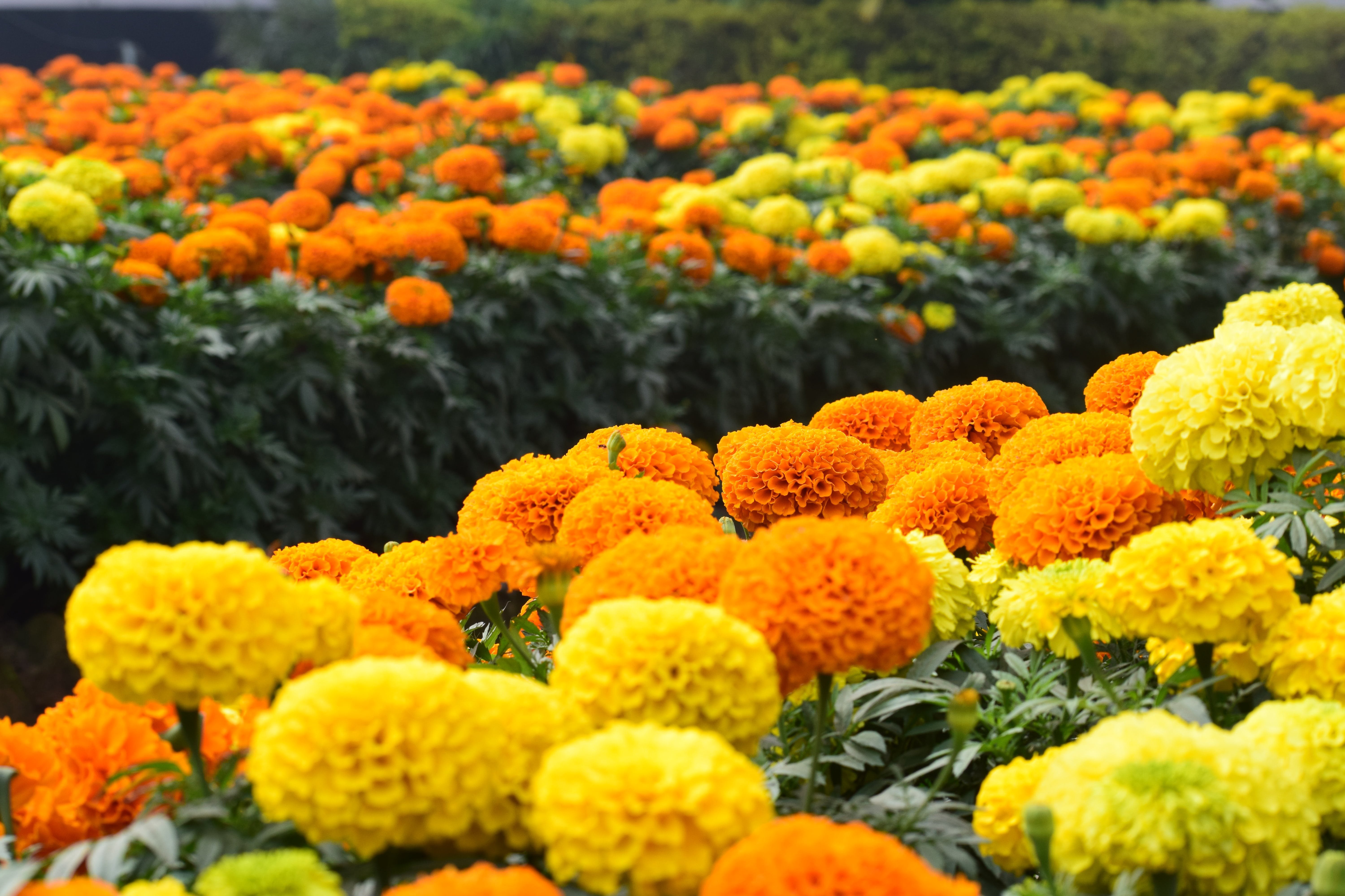 Календула, бархатцы Garden Marigold