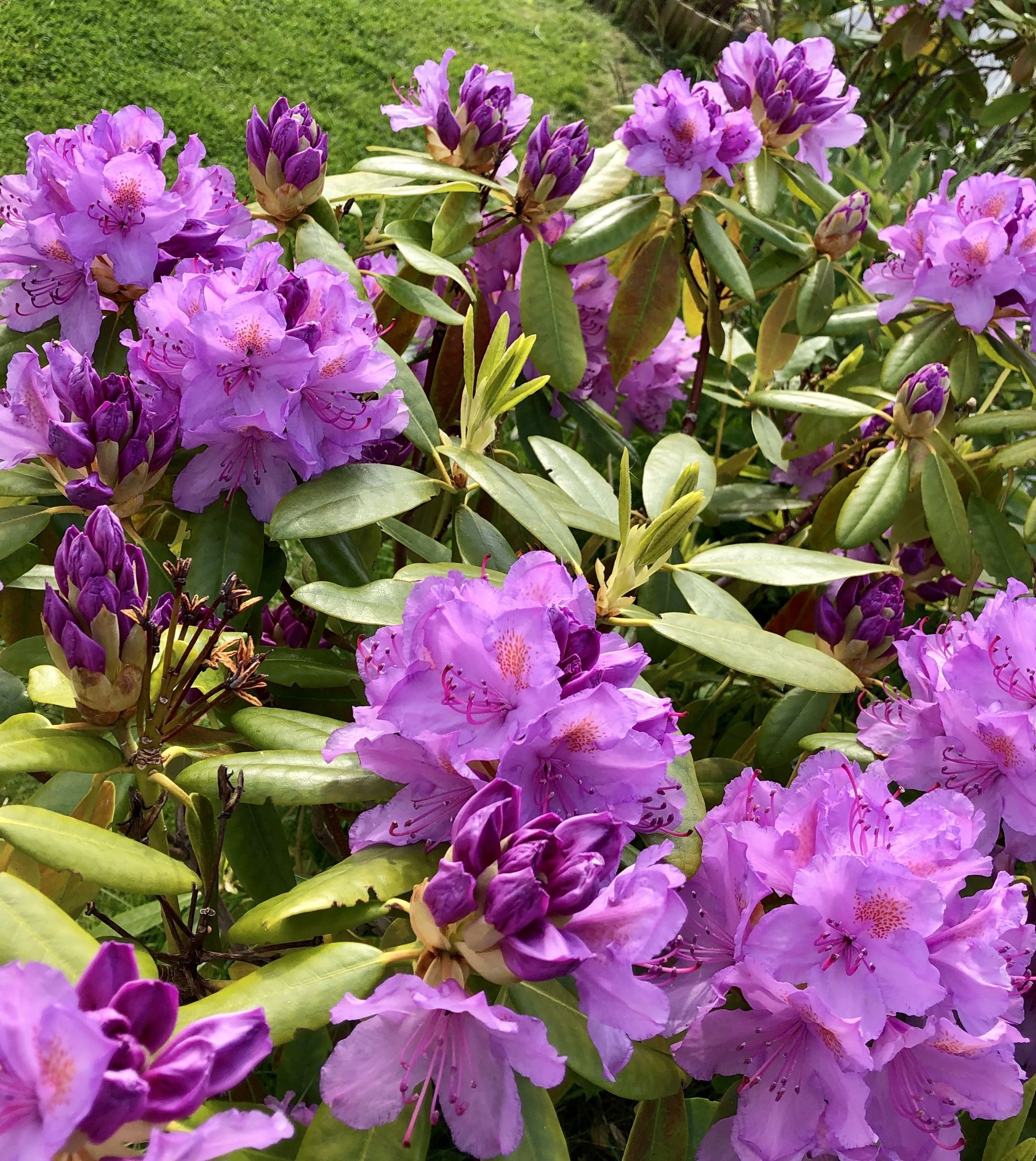 Rhododendron fortunei