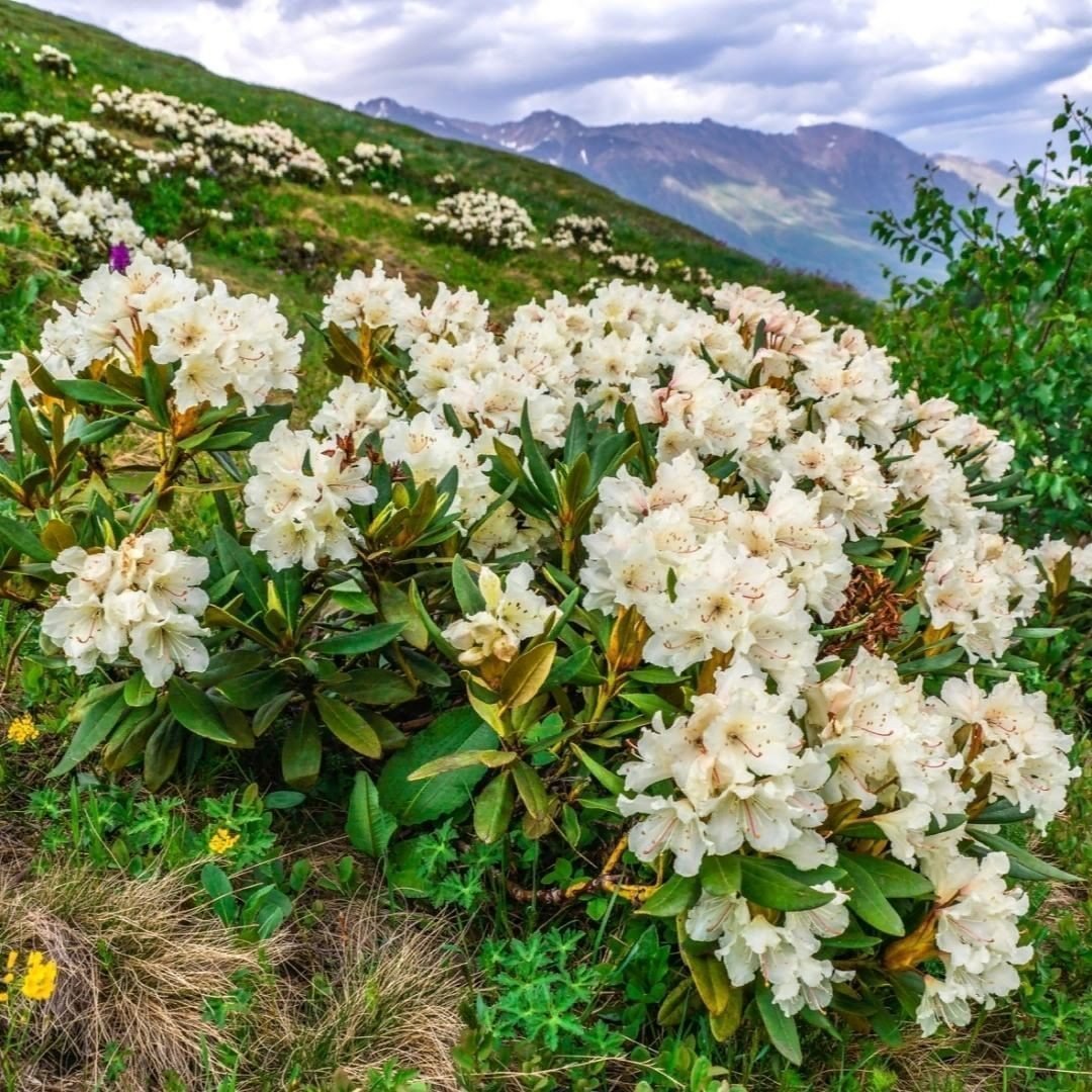 Rhododendron fortunei