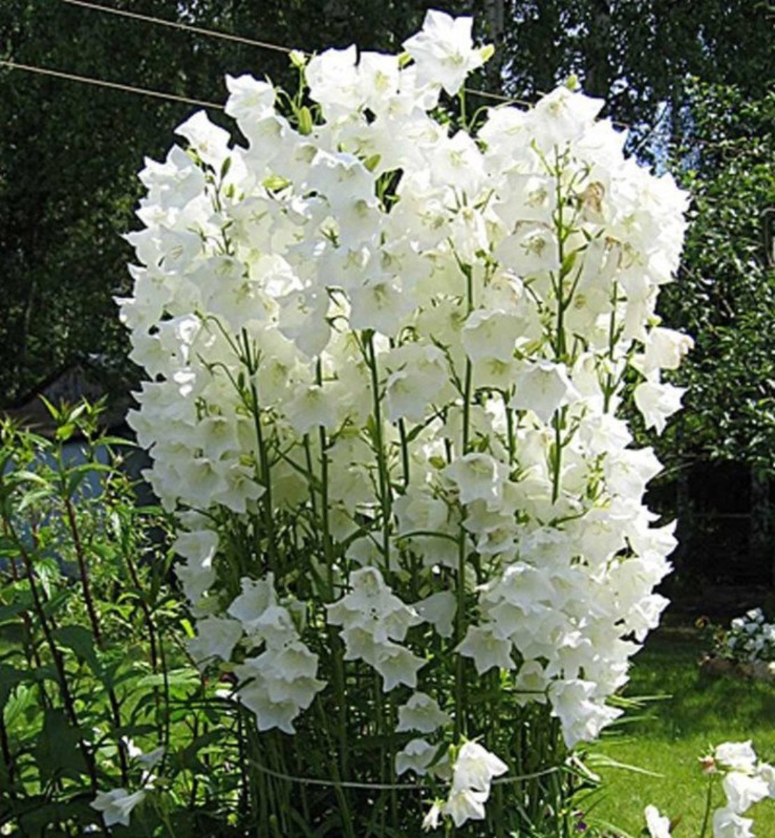 кампанелла цветок садовый многолетний фото