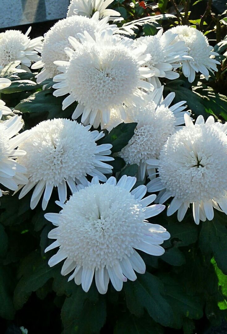 Хризантема Садовая белая