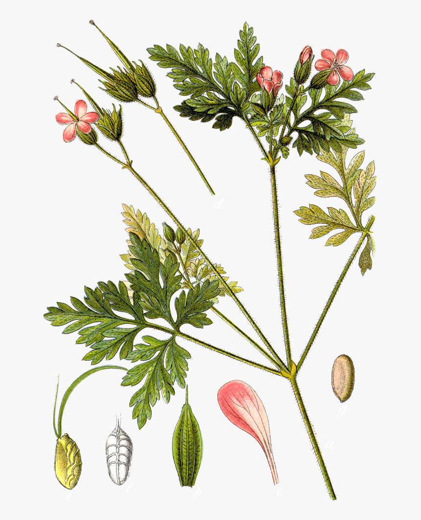 Растение Гераниум Робертианум