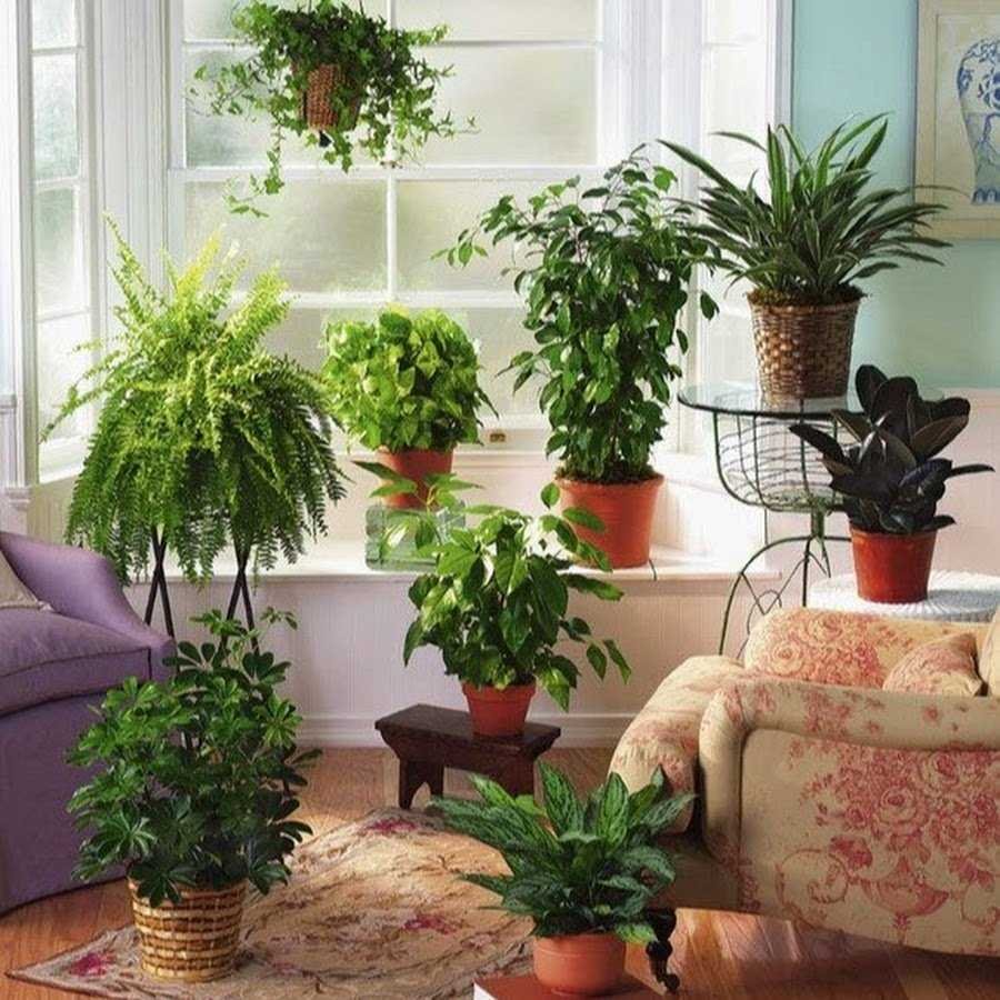 Комнатные растения для северных комнат