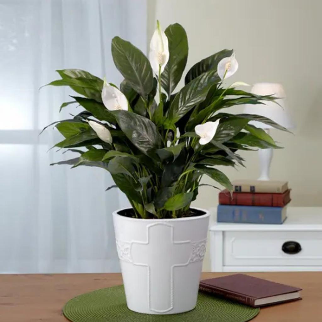 Популярные комнатные растения. Спатифиллум Лауренти. Spathiphyllum House Plant. Спатифиллум черный. Peace Lily - Spathiphyllum wallisii Home.