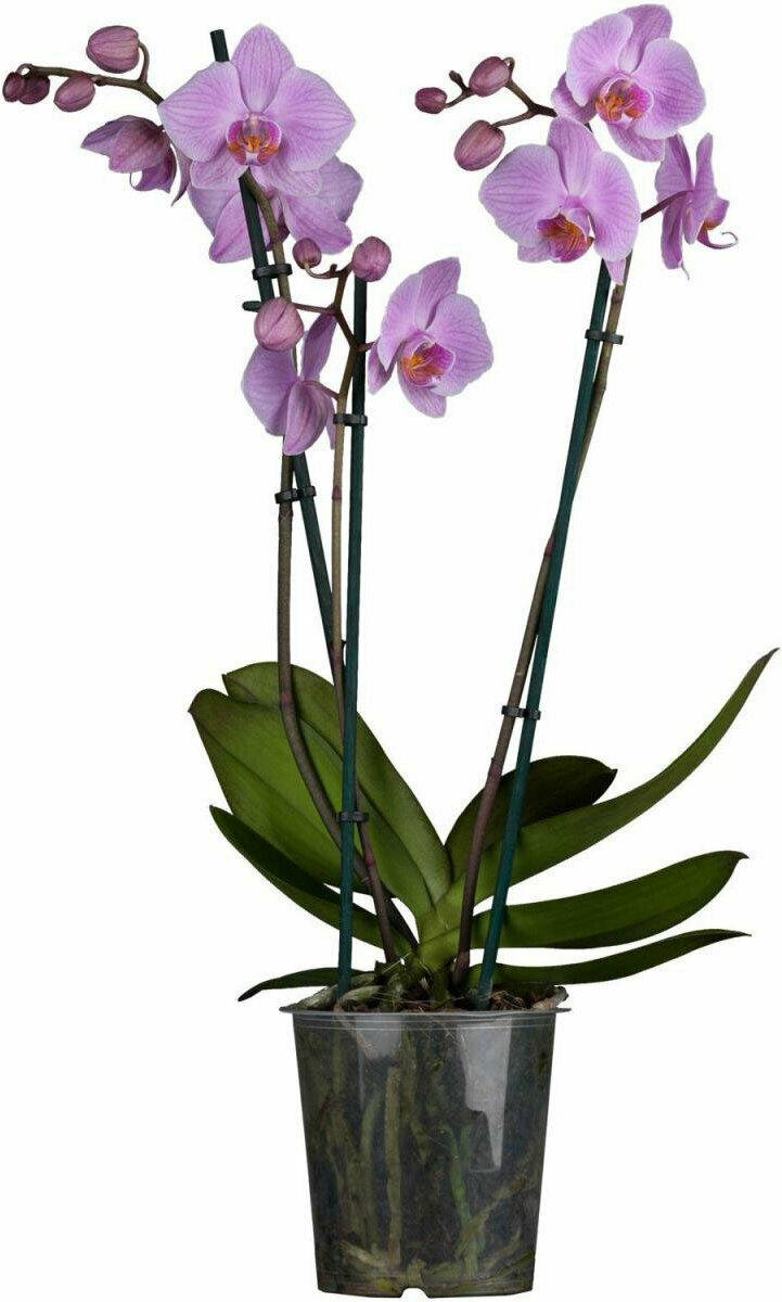 Фаленопсис (Phalaenopsis) – Чарльстон