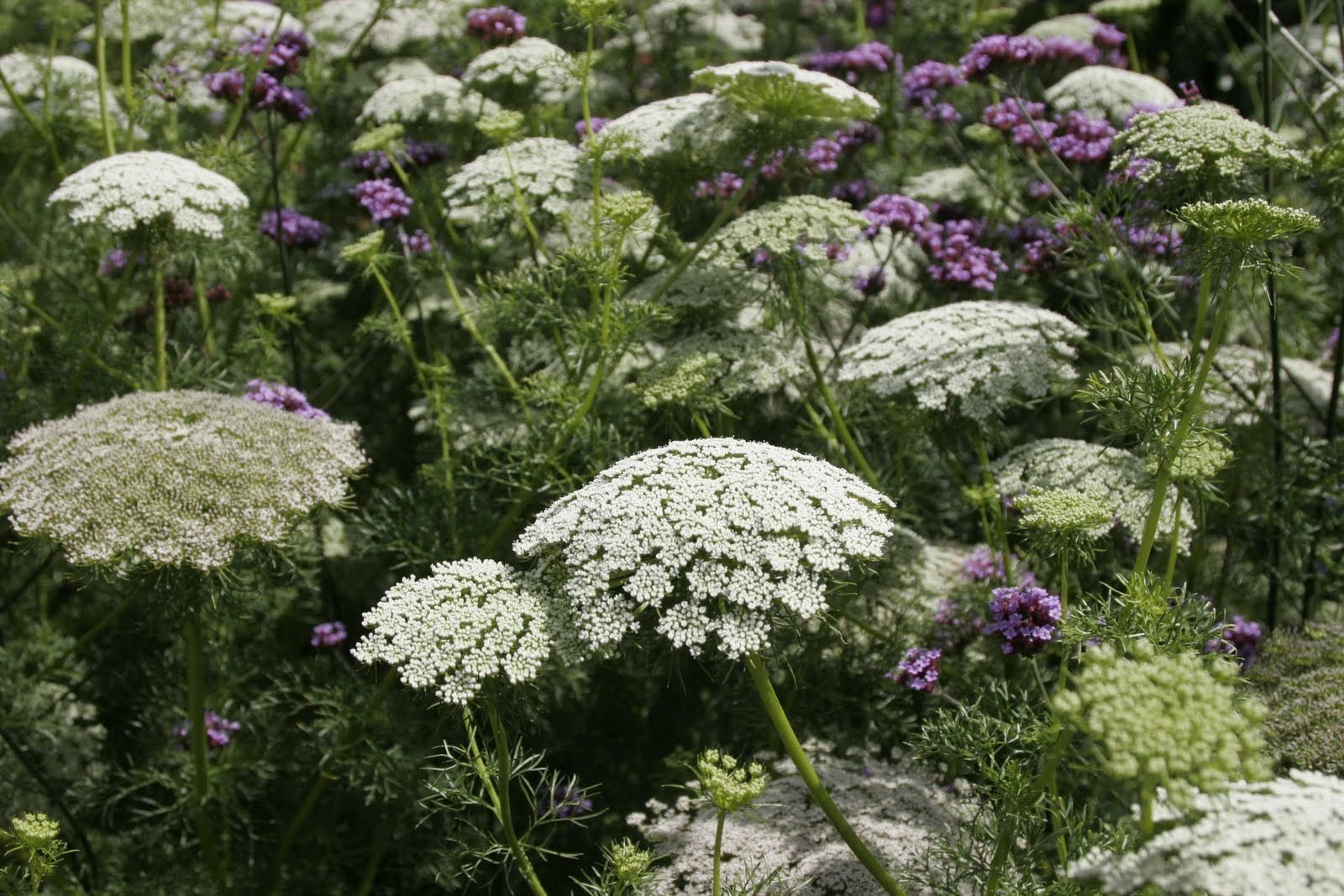 РђРјРјРё Visnaga