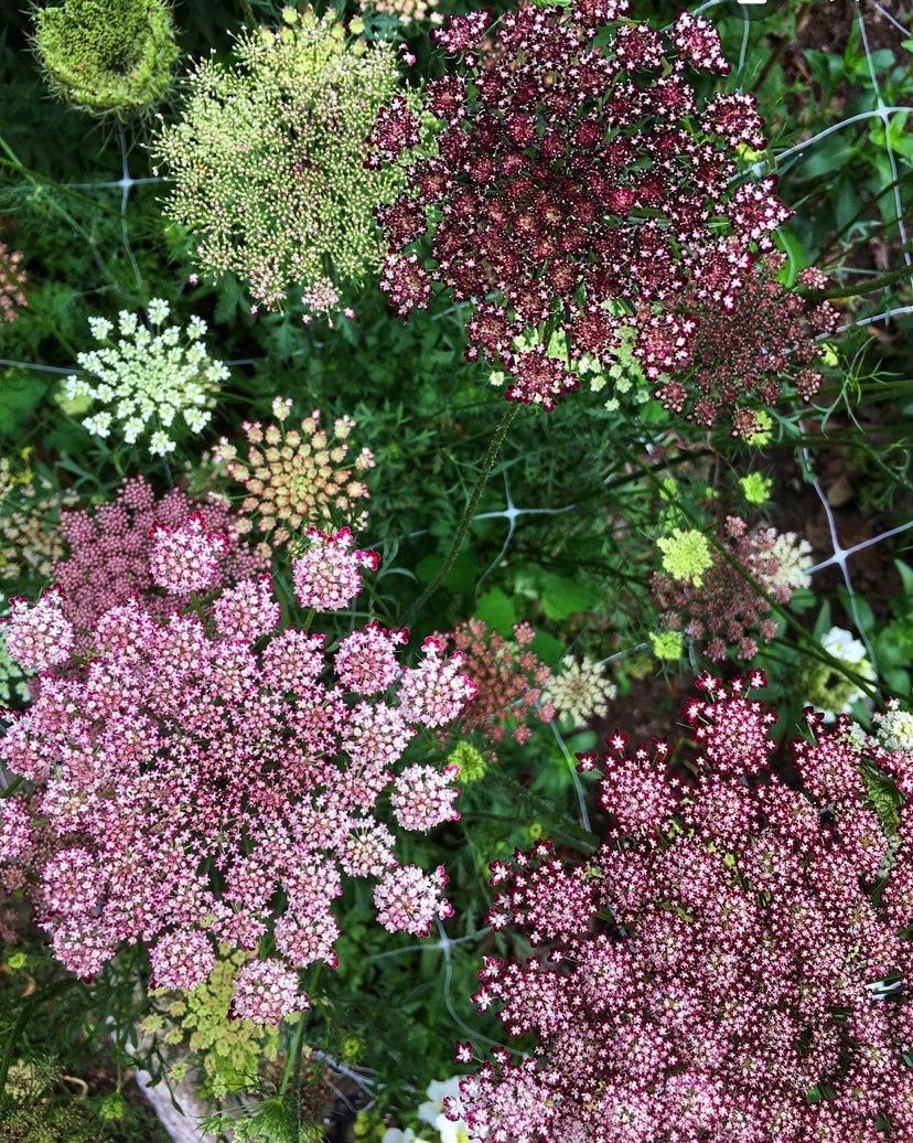 Амми Daucus carota dara