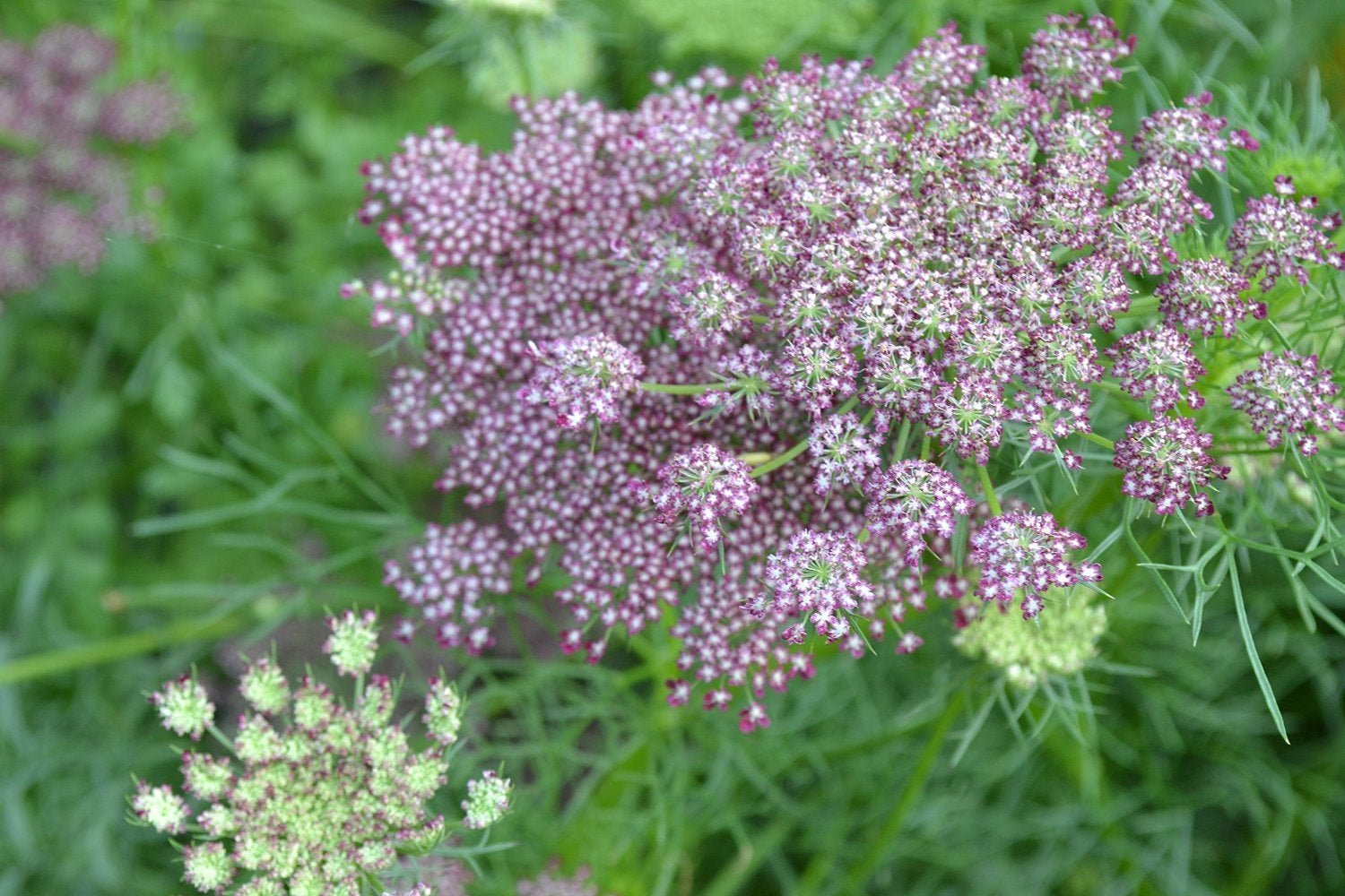 Daucus carota С†РІРµС‚РѕРє