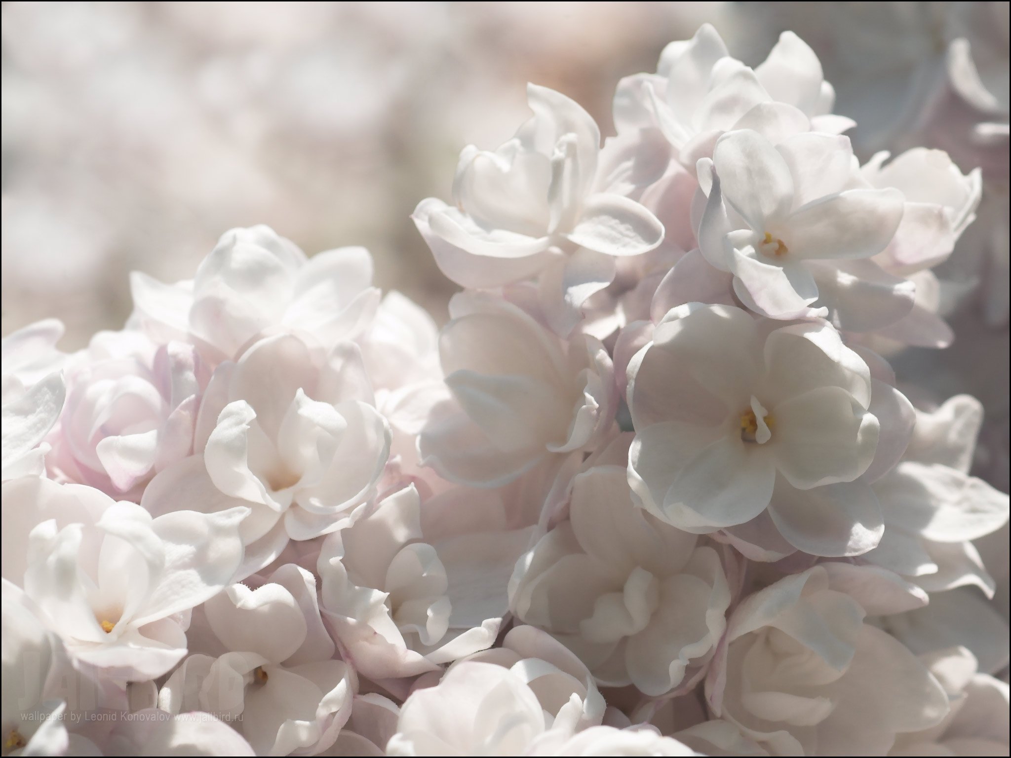 Только показались первые нежно белые. Сирень обыкновенная Рочестер. Нежный цветок. Белые цветы. Белая сирень.