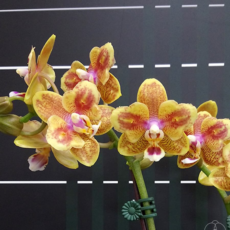 Орхидея Сого Бьянка