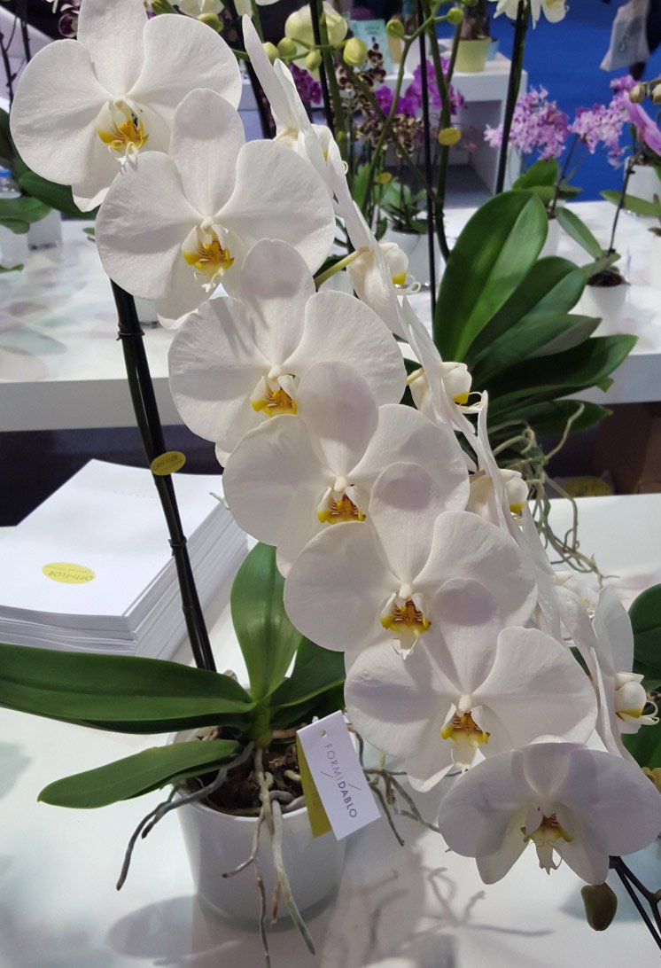 Орхидея Phalaenopsis Sogo