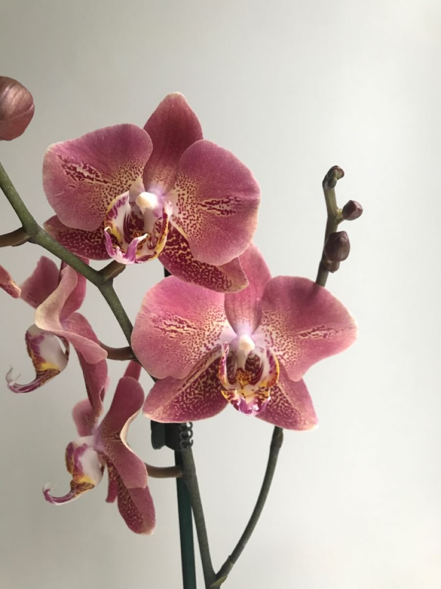 Орхидея Леко Сфинкс
