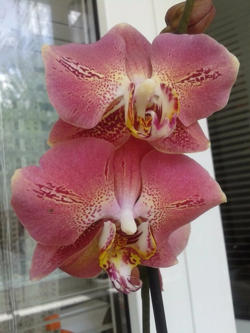 Орхидея леко сфинкс