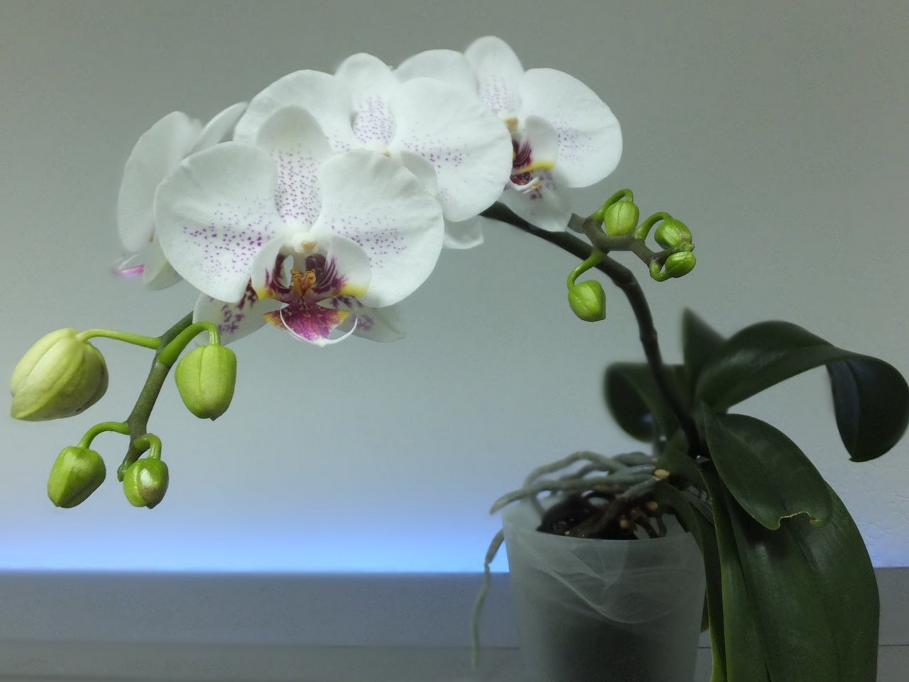 Как отличить орхидею. Орхидея фаленопсис. Орхидея фаленопсис Вашингтон. Орхидея Phalaenopsis 'Radiance. Фаленопсис Пескара.