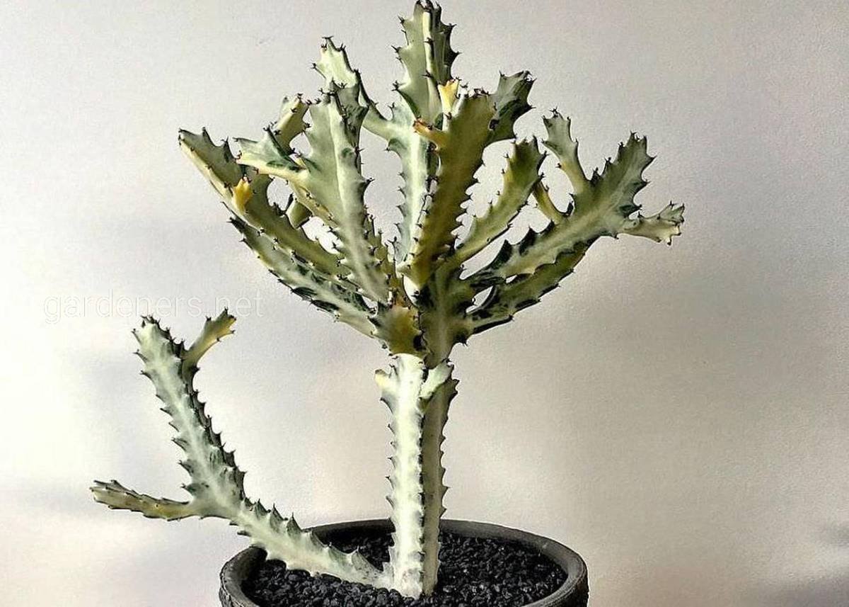 Молочай Euphorbia seguieriana