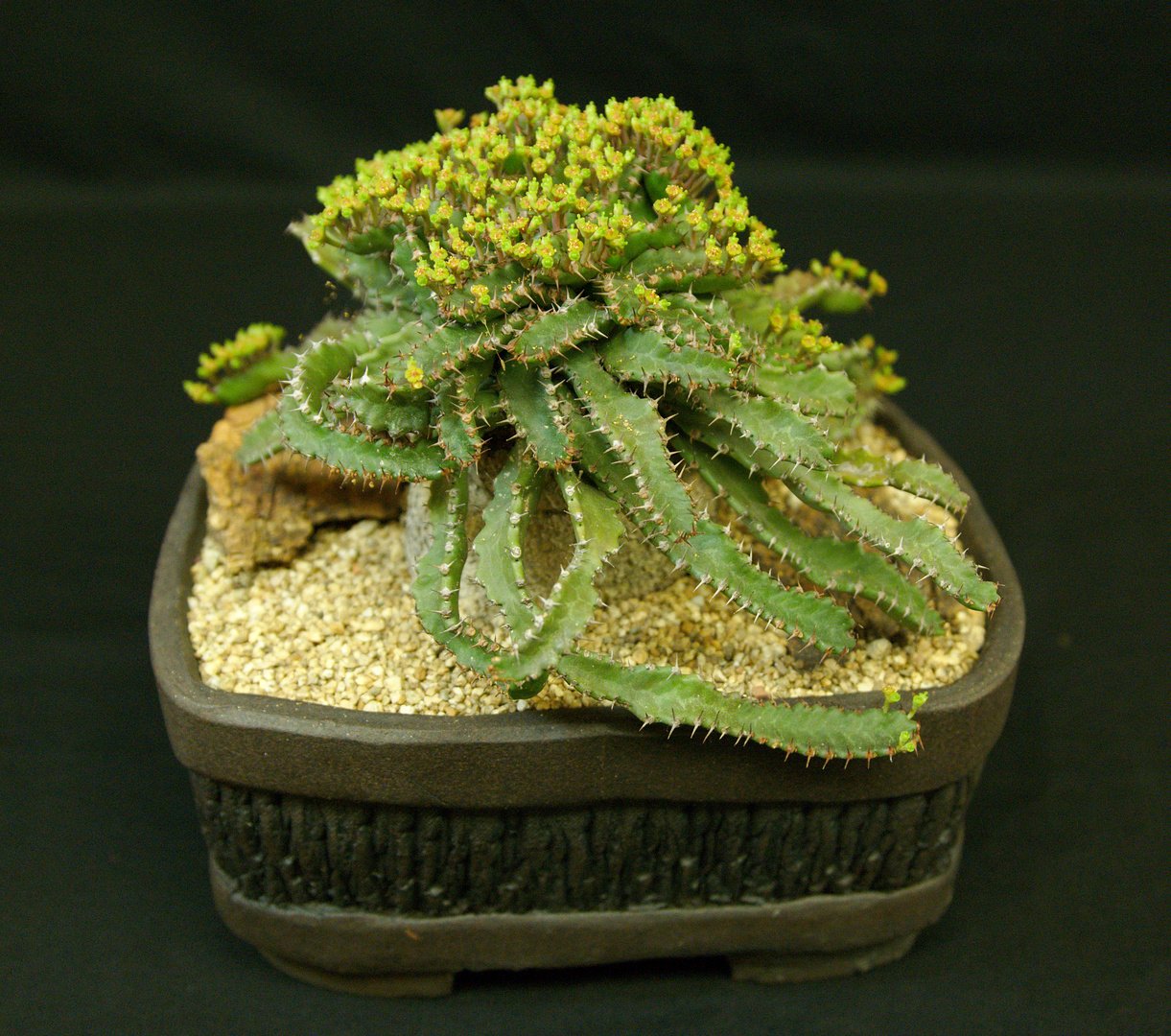 Молочай Euphorbia seguieriana