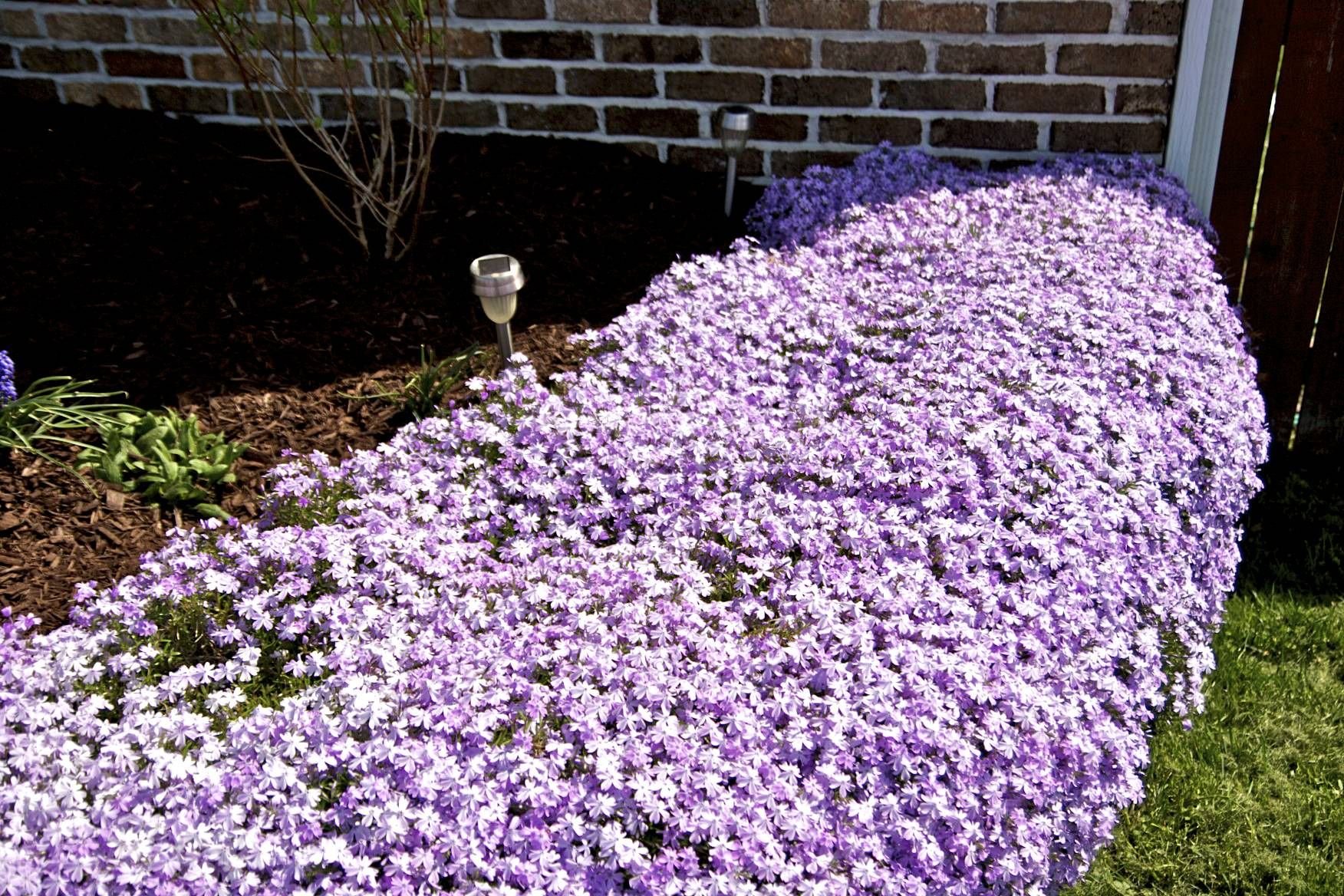 Многолетние порядки. Флокс шиловидный Temiscaming. Мини Флоксы. Флокс early Spring Purple. Флокс ползучий, мускари гроздевидный..