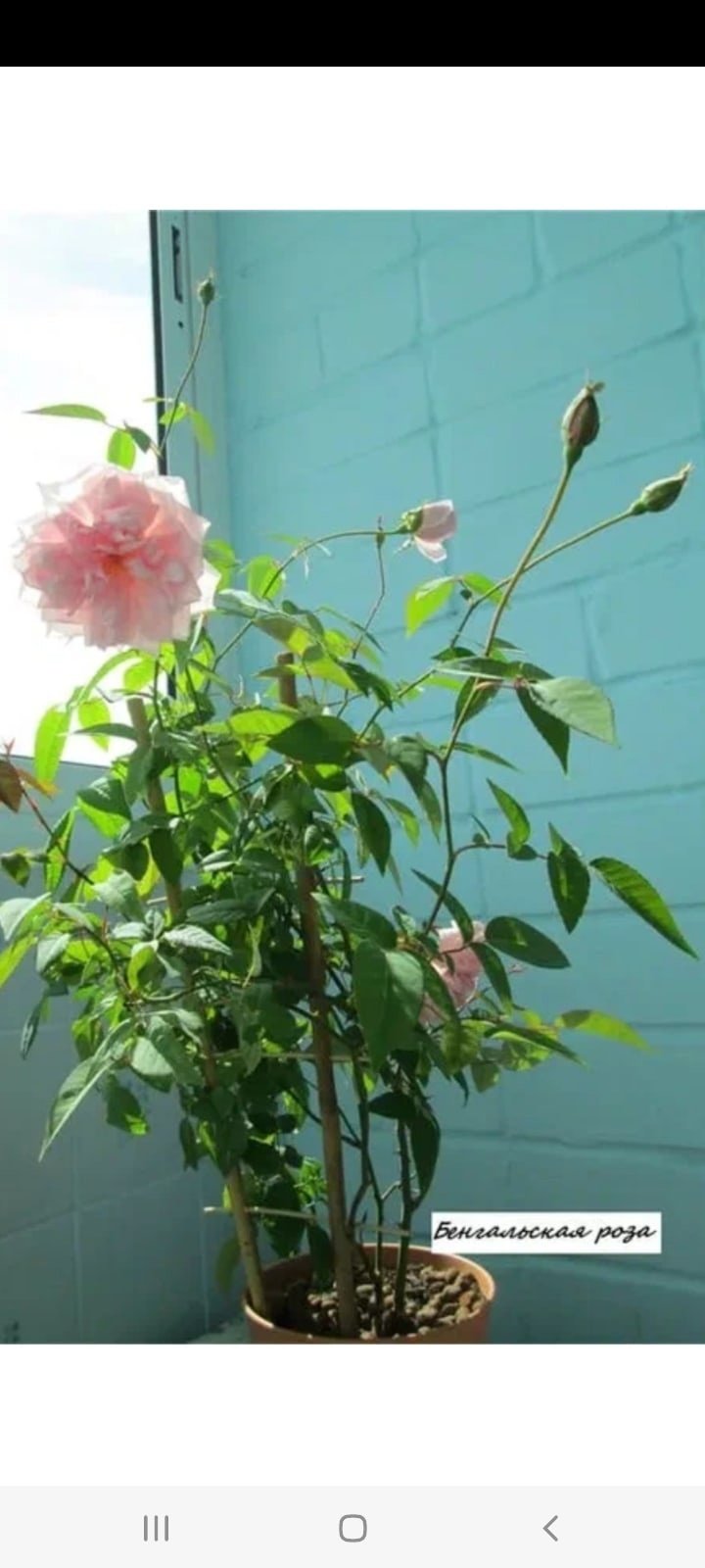 Роза Бенгальская малиновая