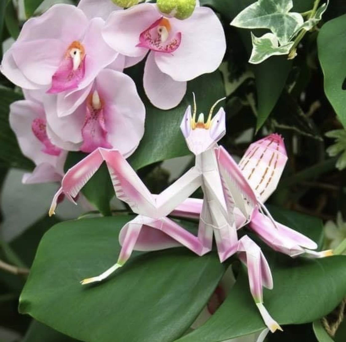 Цветок богомол. Орхидейный богомол. Малазийский орхидейный богомол. Розовый орхидейный богомол. Богомол орхидейный белый.