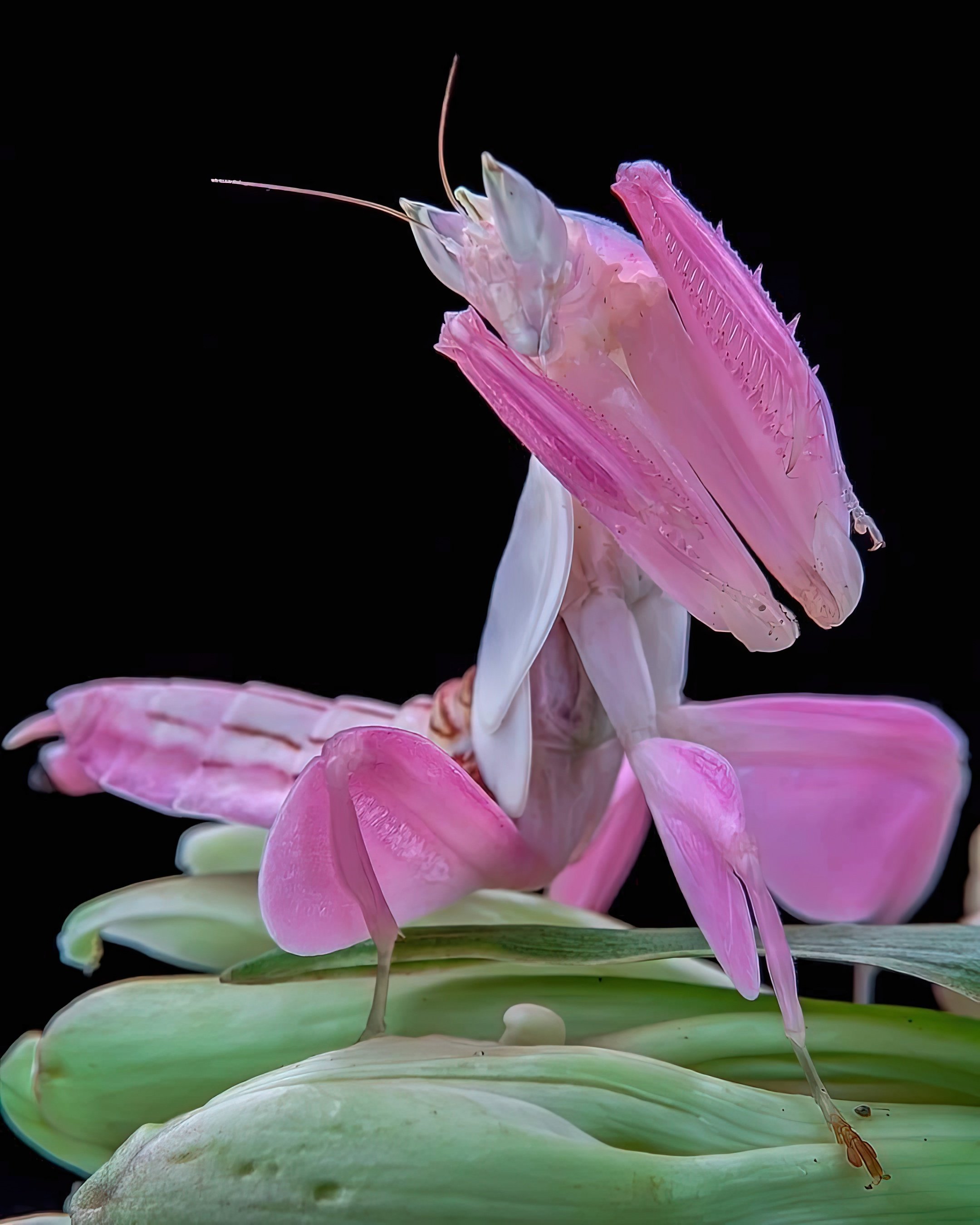 Цветок богомол. Орхидейный богомол. Богомол Hymenopus coronatus. Орхидейный богомол (Hymenopus coronatus). Богомол орхидейный белый.