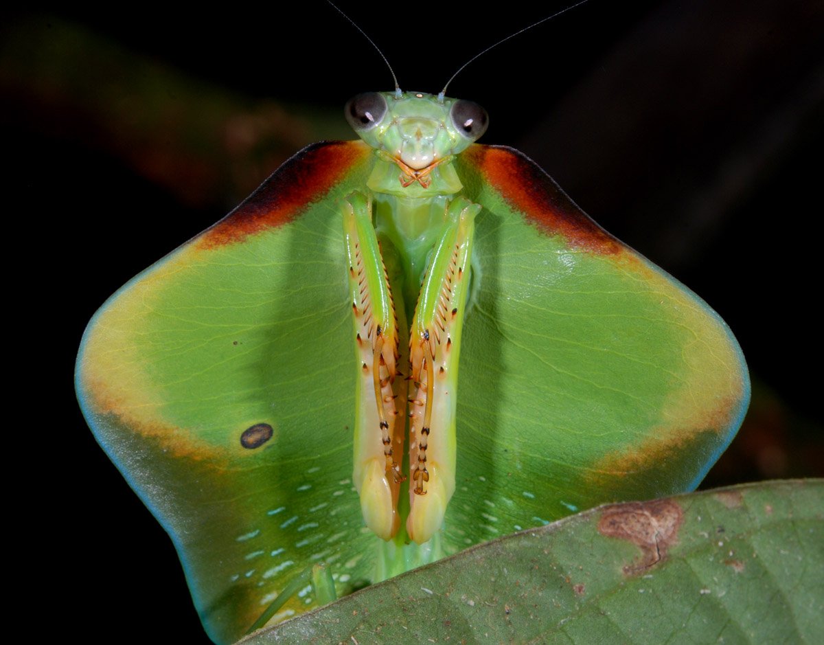 Богомол бабочка. Богомол Pseudocreobotra wahlbergii. Богомол Мантис(бабочка). Малазийский орхидейный богомол. Choeradodis stalii.