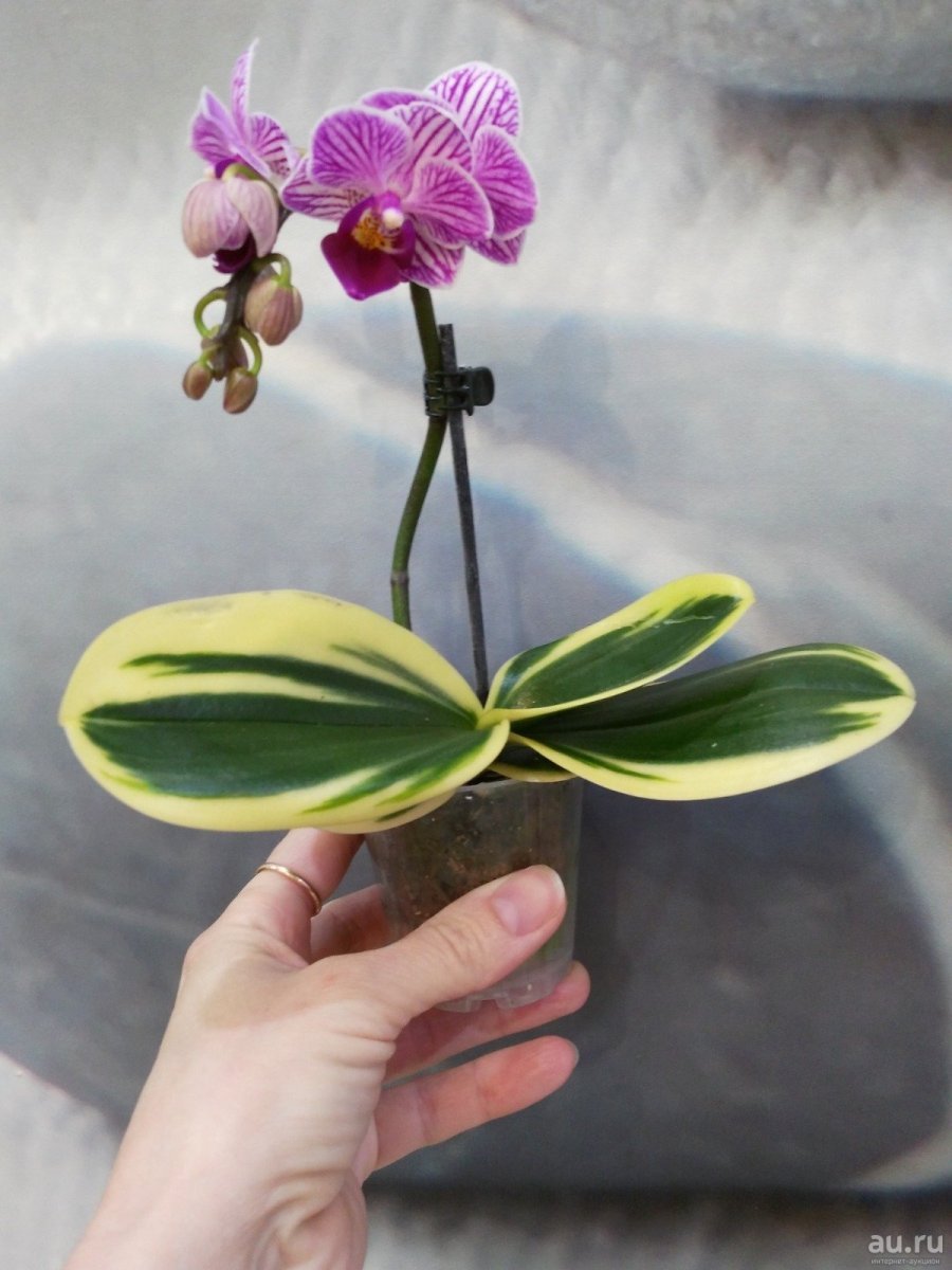 Сого Вивьен Орхидея