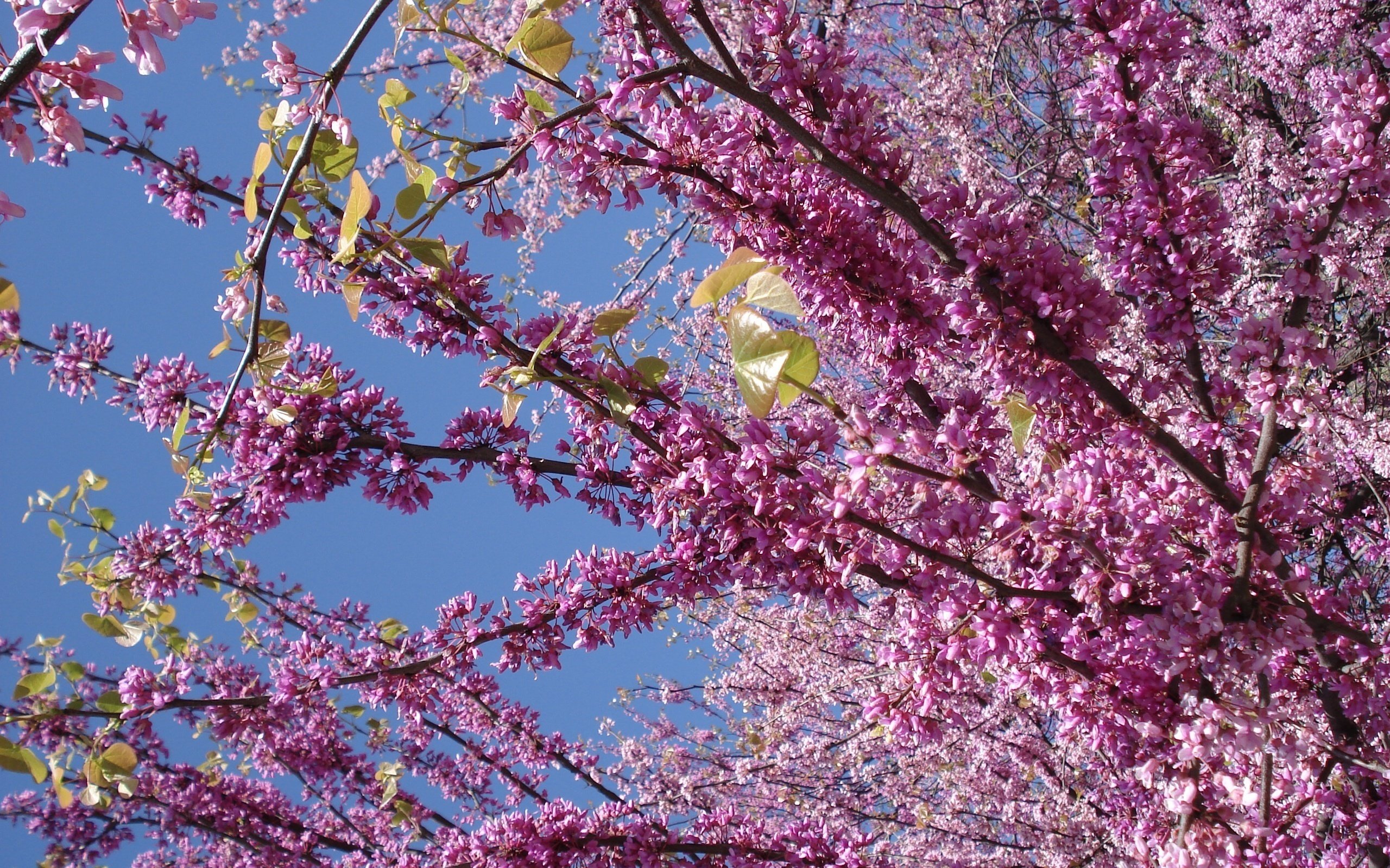 Дерево цветет сиреневыми цветами. Сирень и Сакура. Цветущие деревья. Дерево цветет сиреневыми цветами весной. Весеннее дерево.
