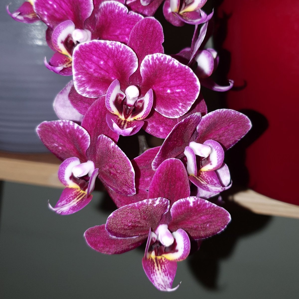 Орхидея Чача