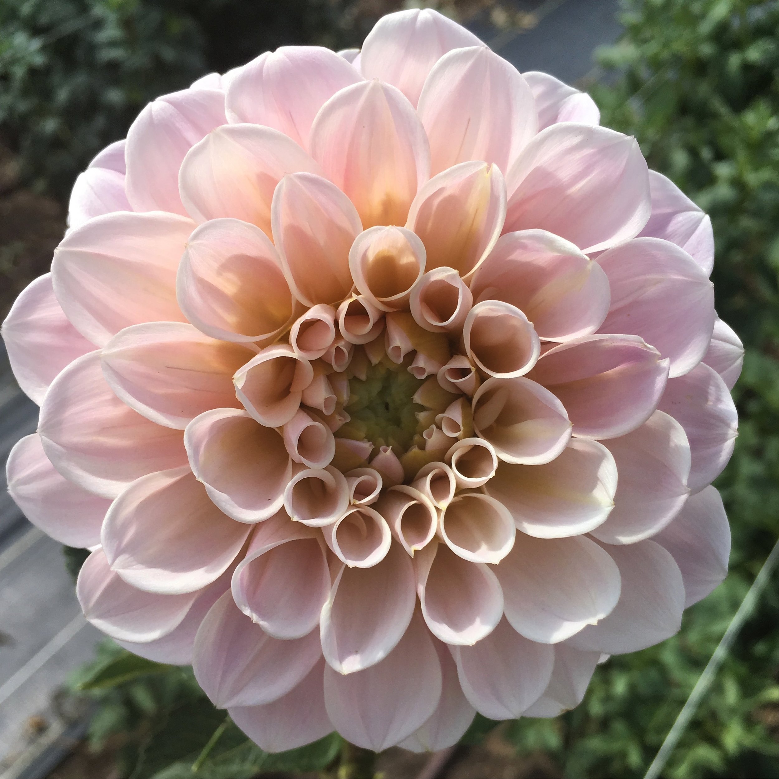 Георгины Dahlia