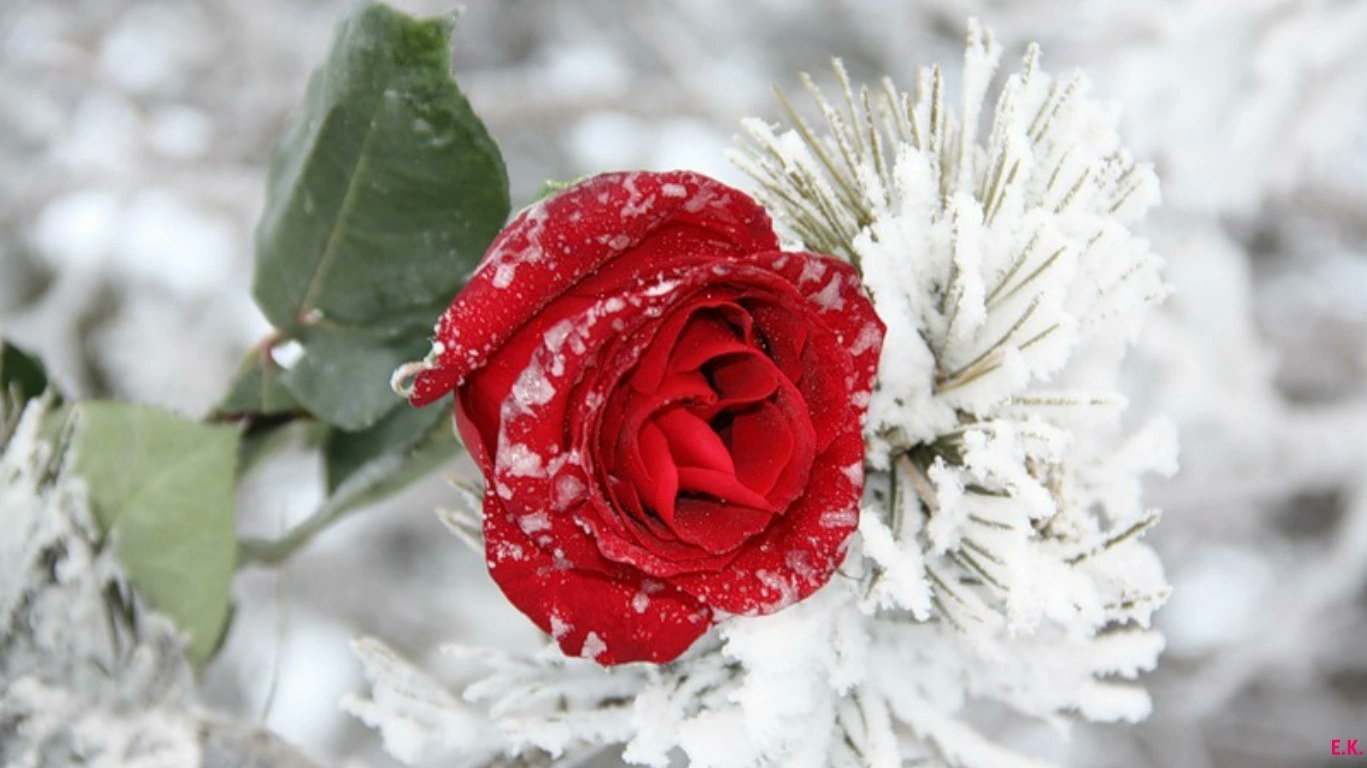 Красивые розы снег. Цветы в снегу. Цветы зимой. Красивые зимние цветы.