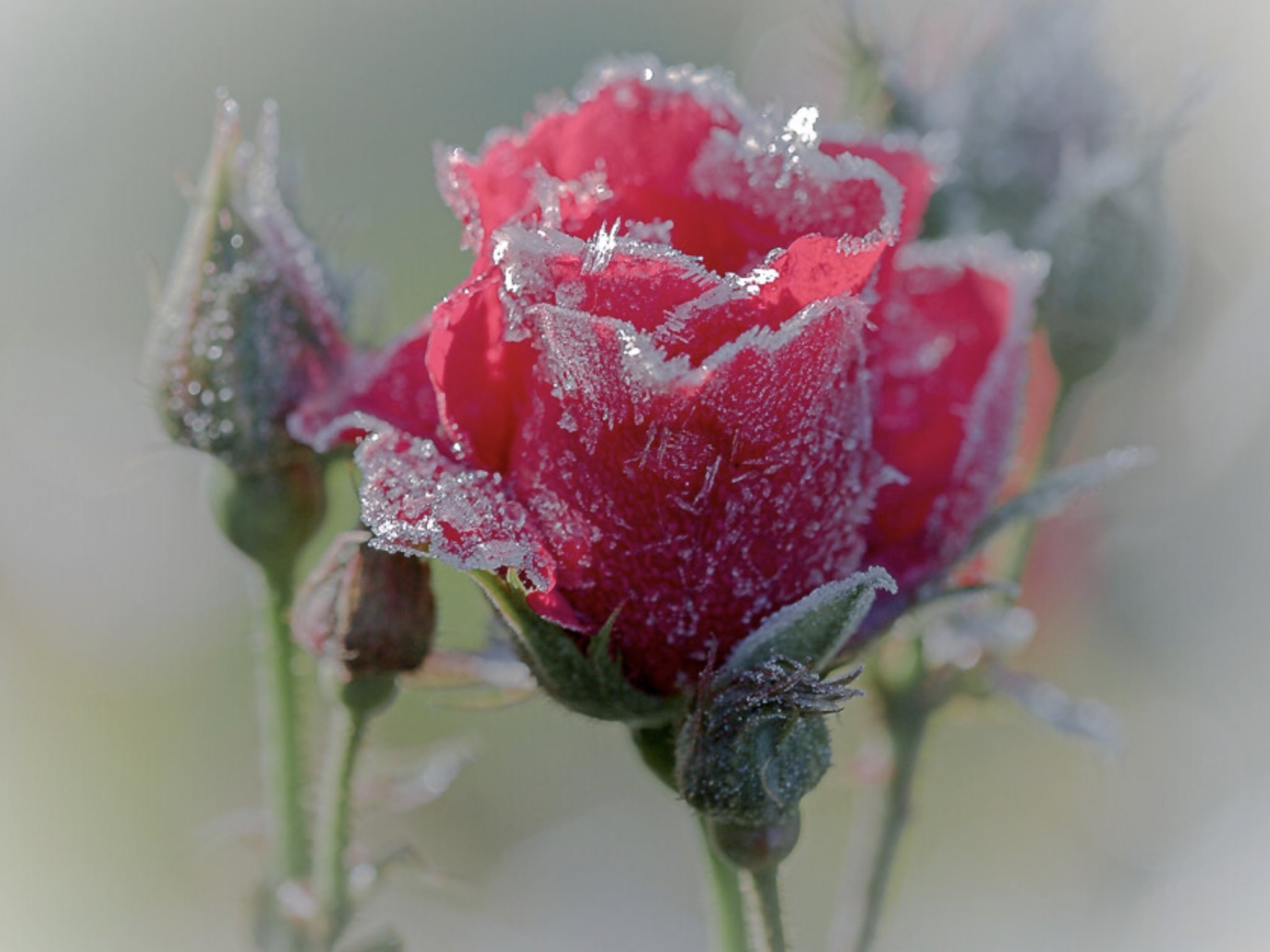 Красивые розы стихи. Зимние цветы. Красивые зимние цветы. Розы на снегу. Открытка зимние цветы.