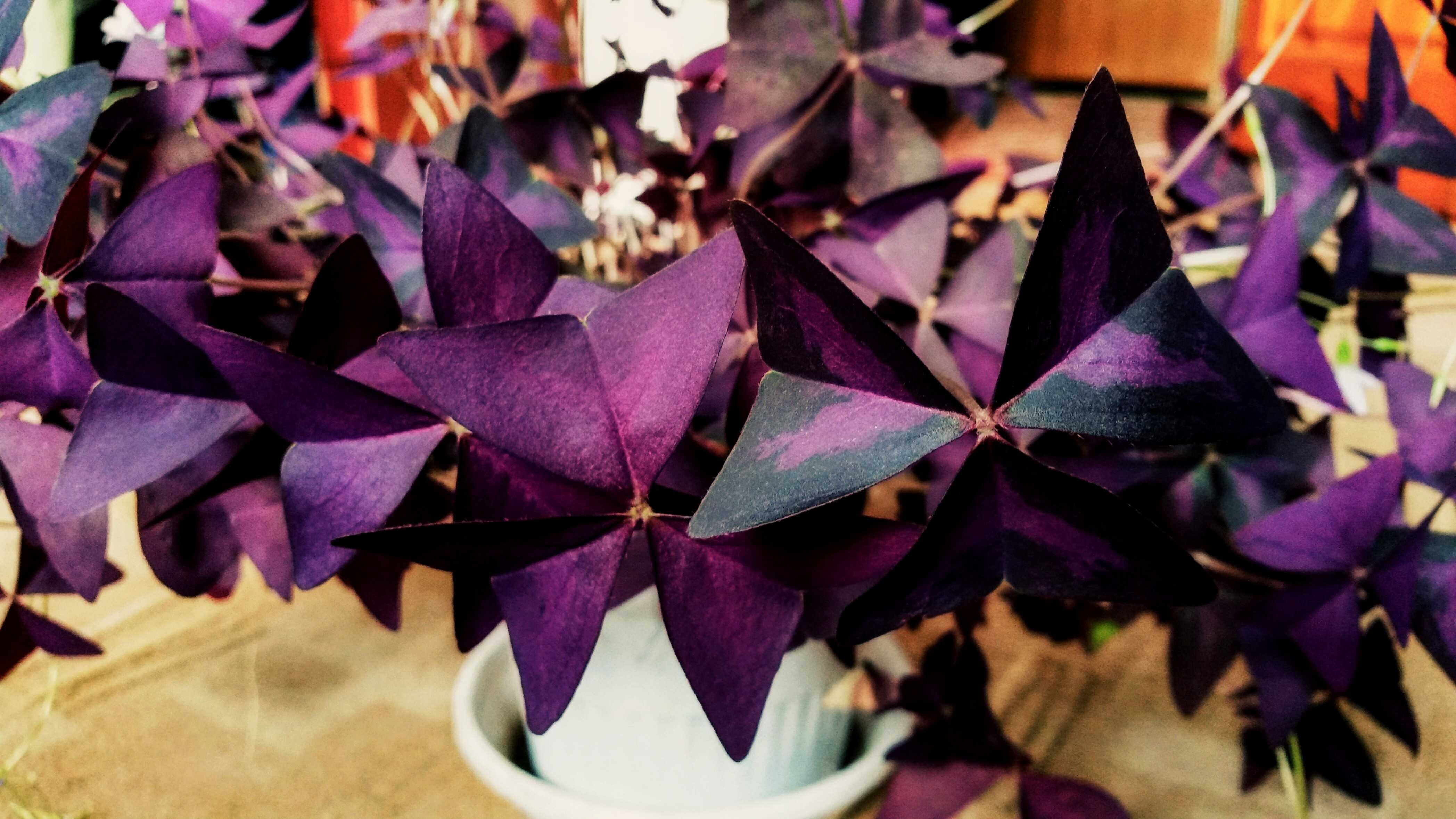 Кислица оксалис. Кислица фиолетовая оксалис. Кислица треугольная (Oxalis triangularis). Цветок оксалис с фиолетовыми листьями.