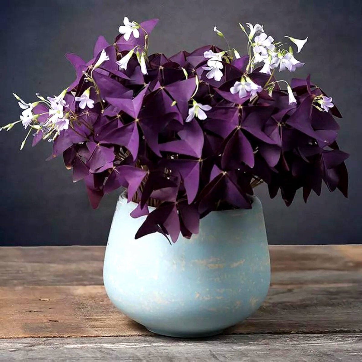 Кислица (оксалис) (Oxalis)