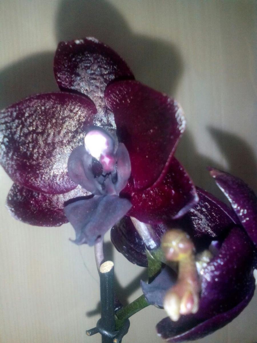 Phal. Fangmei Black Piano Орхидея