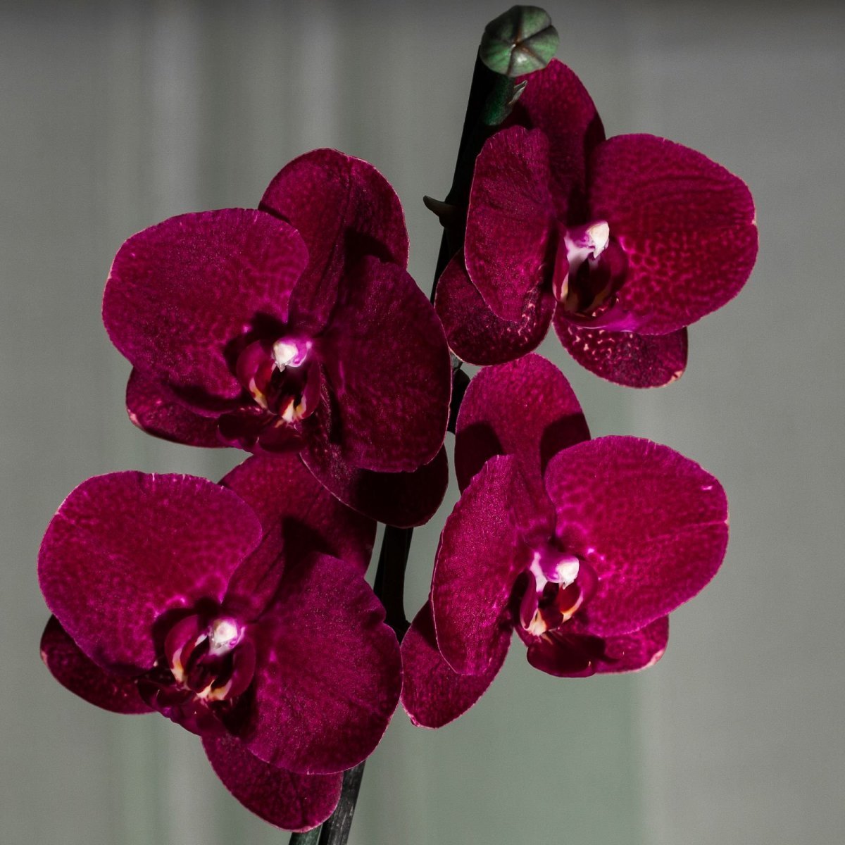 Орхидея Phalaenopsis Purple Dust