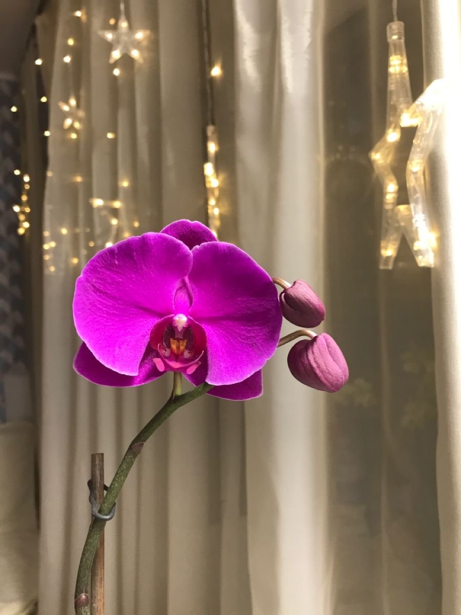 Phalaenopsis Melody цветения