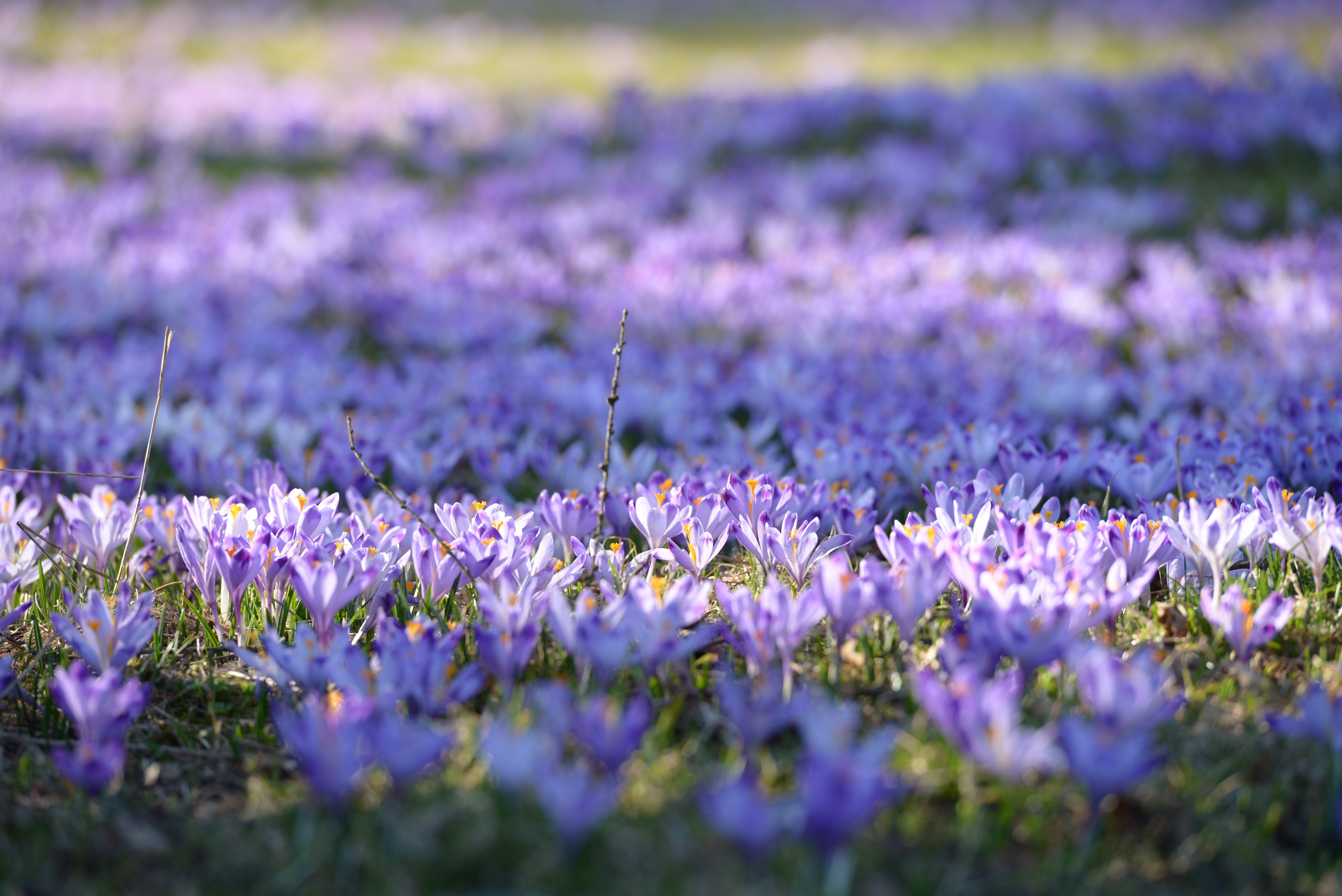 Сон поле. Цветы Крокус полевой. Лавандовый Крокус – Lavender Crocus. Сиреневые весенние цветы. Весенние фиолетовые цветочки.